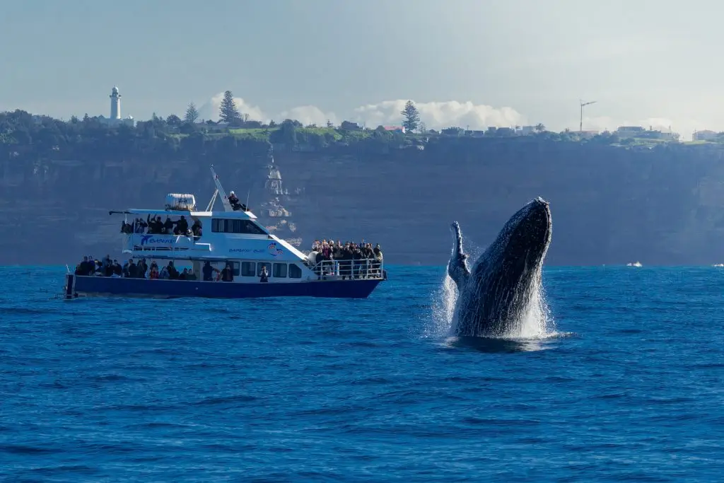 Humpback whale breaching beside a whale watching boat off South Head, Sydney