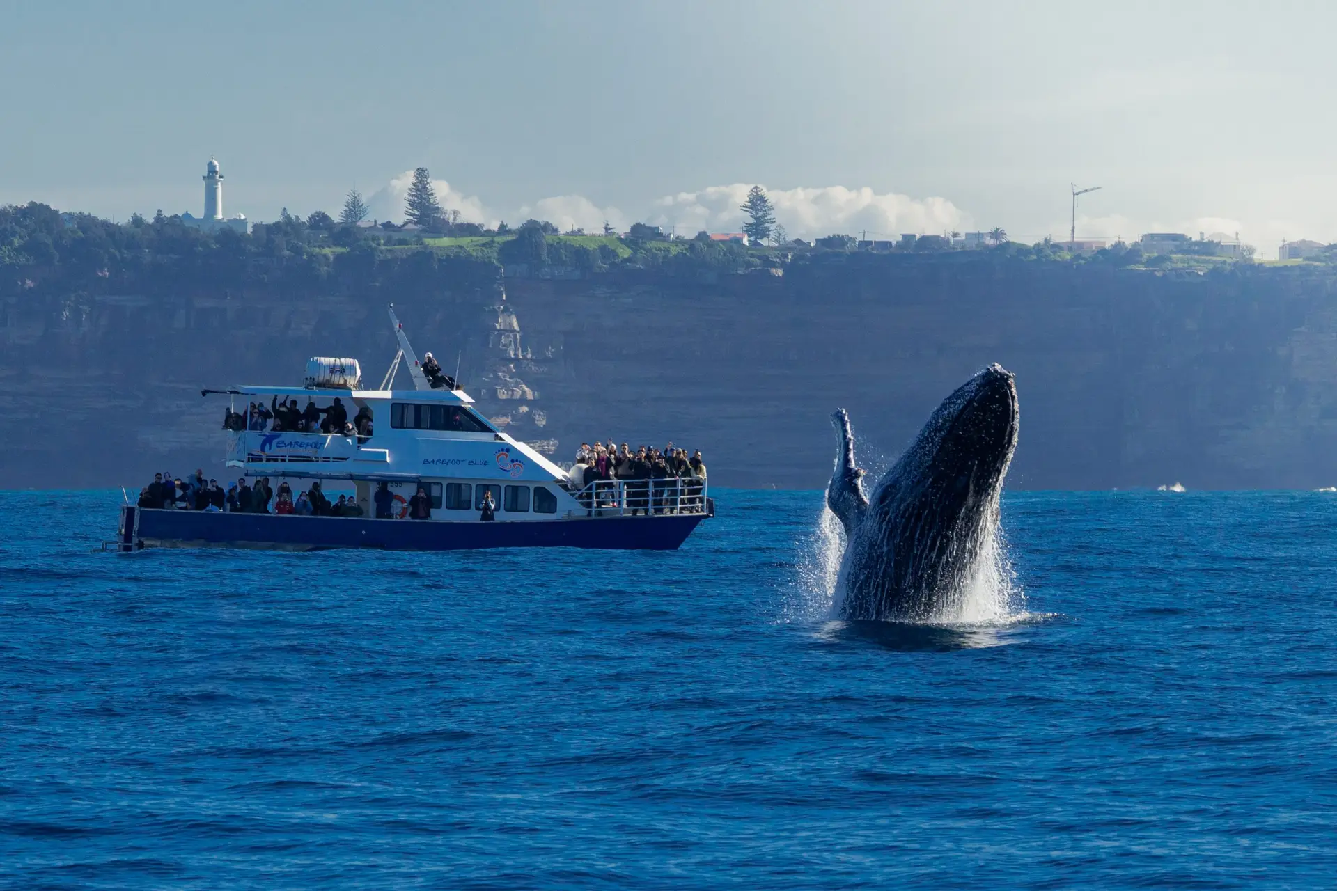 Whale Breaching Sydney