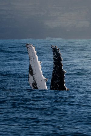 Two humpback whale pectoral fins raised above the water
