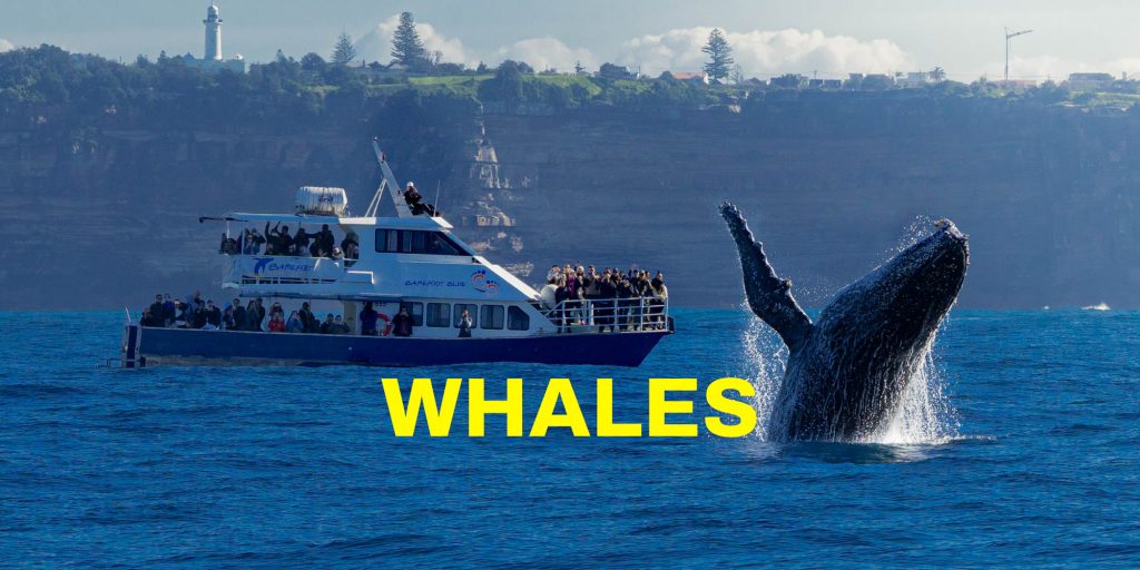 whales banner